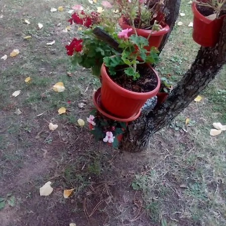 Hotell балнеохотел роза 2*