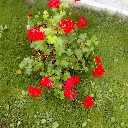 балнеохотел роза Hotell Streltja