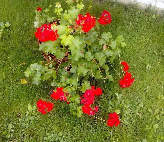 балнеохотел роза Хотел Стрелча